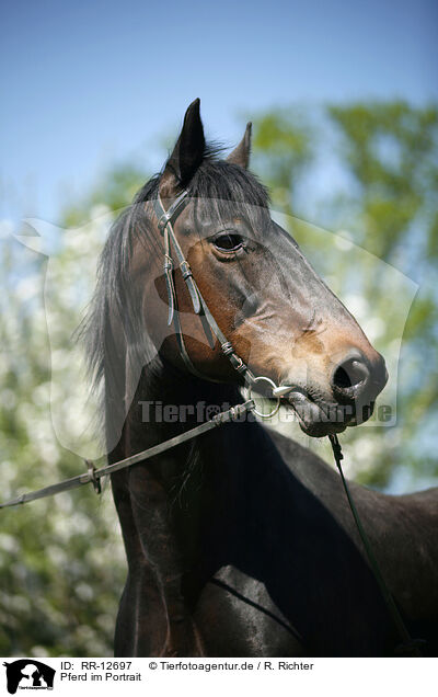 Pferd im Portrait / Horse Portrait / RR-12697