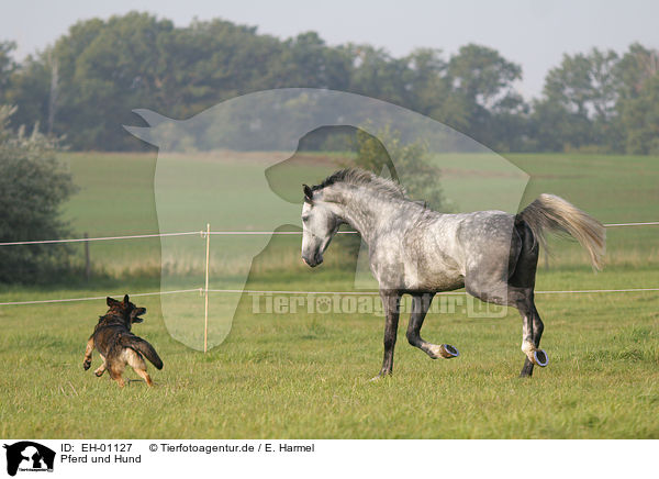 Pferd und Hund / EH-01127