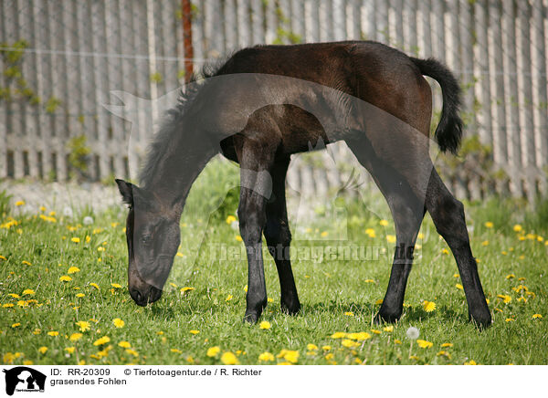 grasendes Fohlen / grazing foal / RR-20309