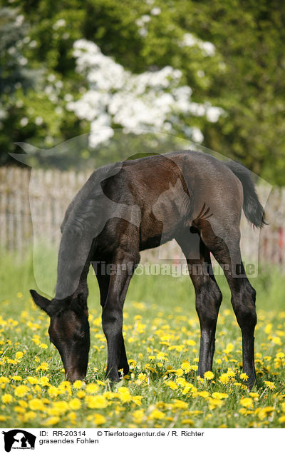 grasendes Fohlen / grazing foal / RR-20314