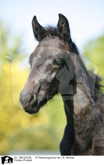 Fohlen Portrait / foal portrait / RR-20328