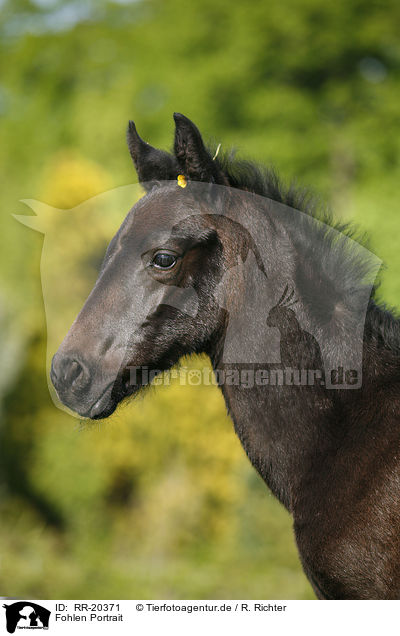 Fohlen Portrait / foal portrait / RR-20371