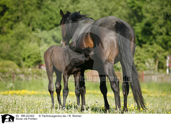 Stute mit Fohlen / mare with foal / RR-20382