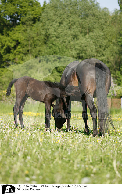 Stute mit Fohlen / mare with foal / RR-20384