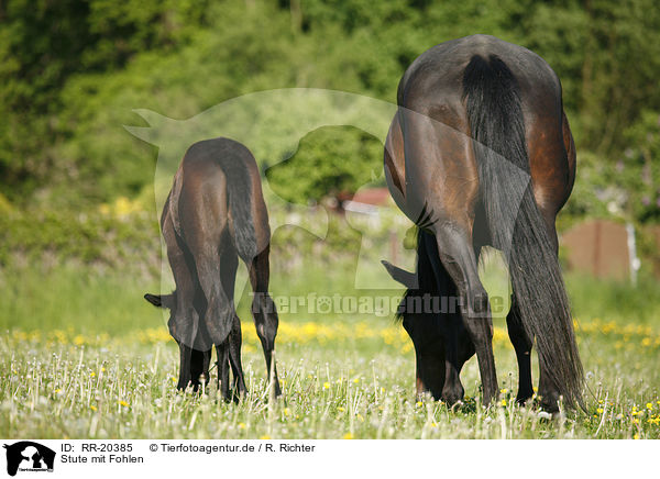 Stute mit Fohlen / mare with foal / RR-20385