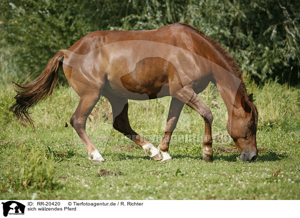 sich wlzendes Pferd / wallowing horse / RR-20420