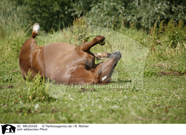 sich wlzendes Pferd / wallowing horse / RR-20426