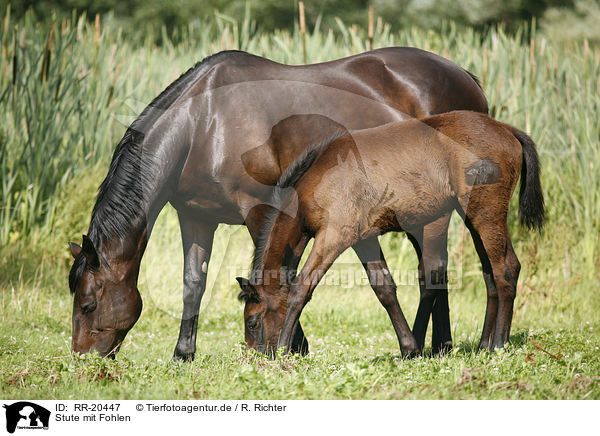 Stute mit Fohlen / mare with foal / RR-20447