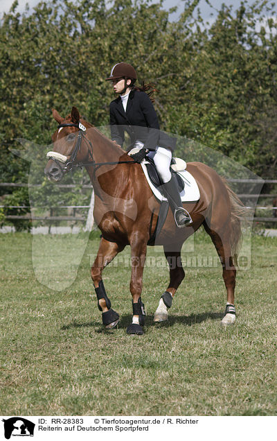 Reiterin auf Deutschem Sportpferd / riding woman / RR-28383