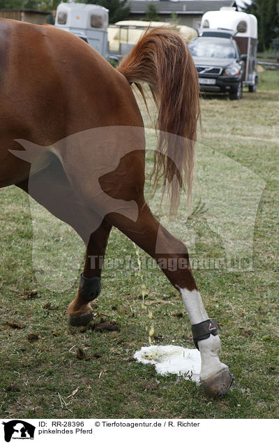 pinkelndes Pferd / peeing horse / RR-28396
