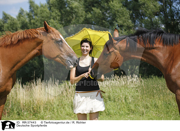 Deutsche Sportpferde / two horses / RR-37443