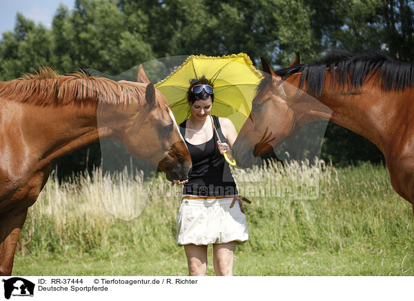 Deutsche Sportpferde / two horses / RR-37444