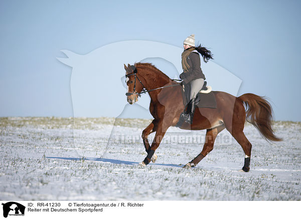 Reiter mit Deutschem Sportpferd / rider with warmblood / RR-41230