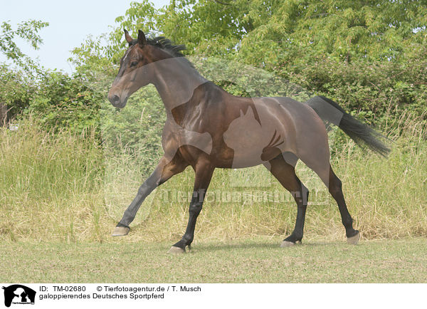 galoppierendes Deutsches Sportpferd / galloping warmblood / TM-02680