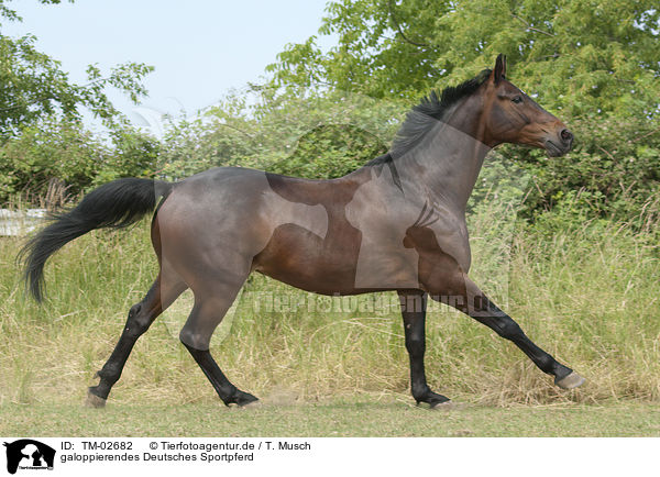 galoppierendes Deutsches Sportpferd / galloping warmblood / TM-02682