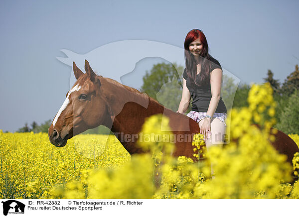 Frau reitet Deutsches Sportpferd / woman rides warmblood / RR-42882