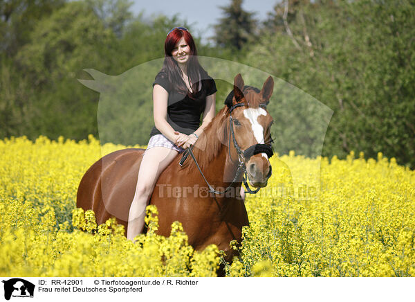 Frau reitet Deutsches Sportpferd / woman rides warmblood / RR-42901