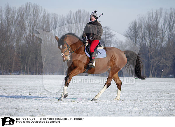 Frau reitet Deutsches Sportpferd / woman rides warmblood / RR-47736