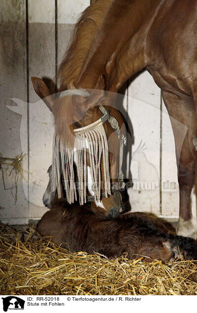 Stute mit Fohlen / mare with foal / RR-52018