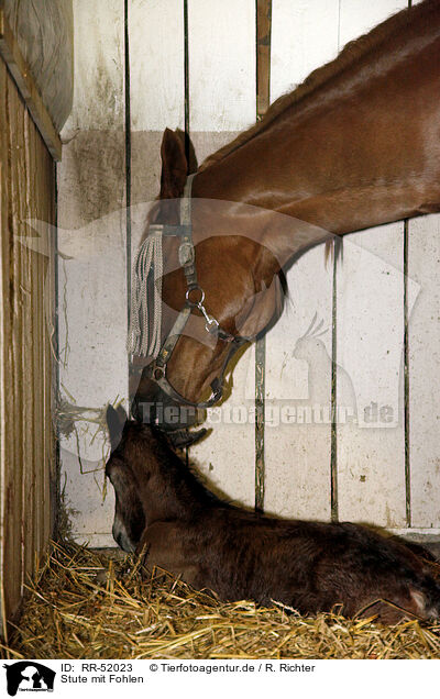 Stute mit Fohlen / mare with foal / RR-52023