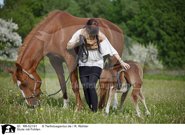 Stute mit Fohlen / mare with foal / RR-52191