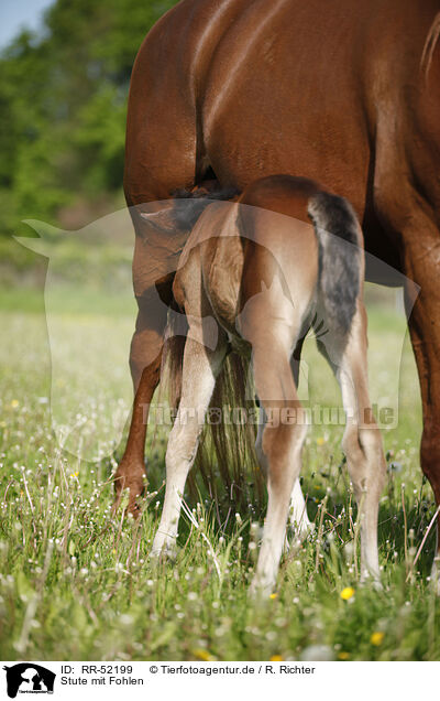Stute mit Fohlen / mare with foal / RR-52199