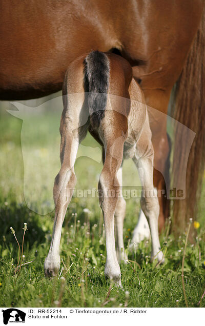 Stute mit Fohlen / mare with foal / RR-52214