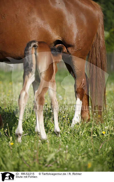 Stute mit Fohlen / mare with foal / RR-52215