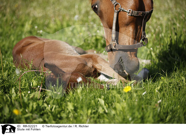 Stute mit Fohlen / mare with foal / RR-52221
