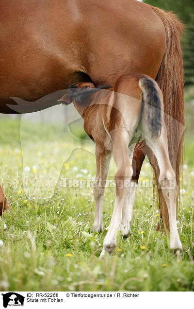 Stute mit Fohlen / mare with foal / RR-52268