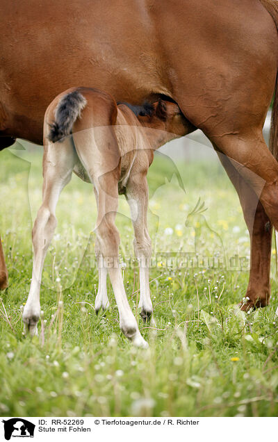 Stute mit Fohlen / mare with foal / RR-52269