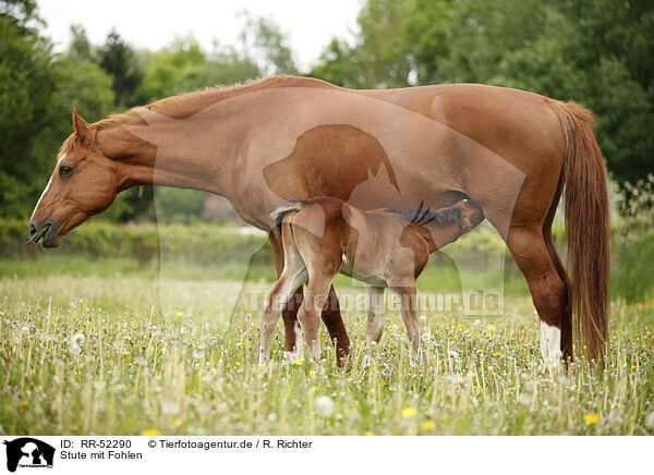 Stute mit Fohlen / mare with foal / RR-52290