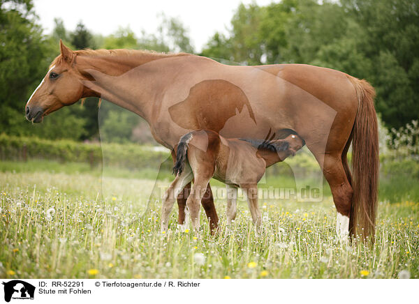 Stute mit Fohlen / mare with foal / RR-52291
