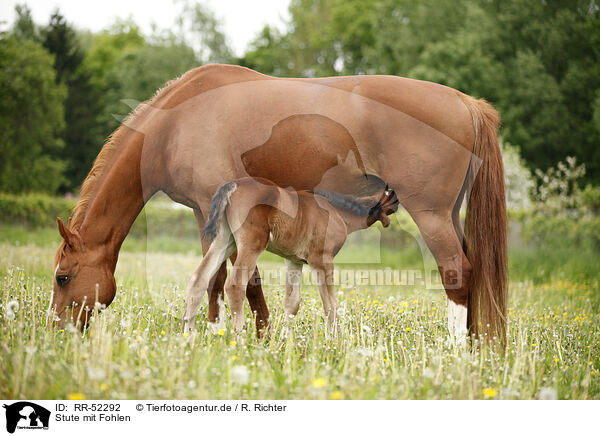 Stute mit Fohlen / mare with foal / RR-52292