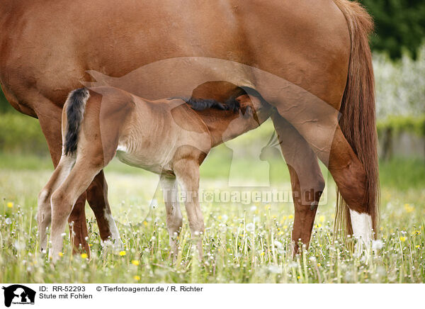 Stute mit Fohlen / mare with foal / RR-52293