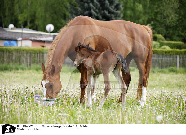 Stute mit Fohlen / mare with foal / RR-52308