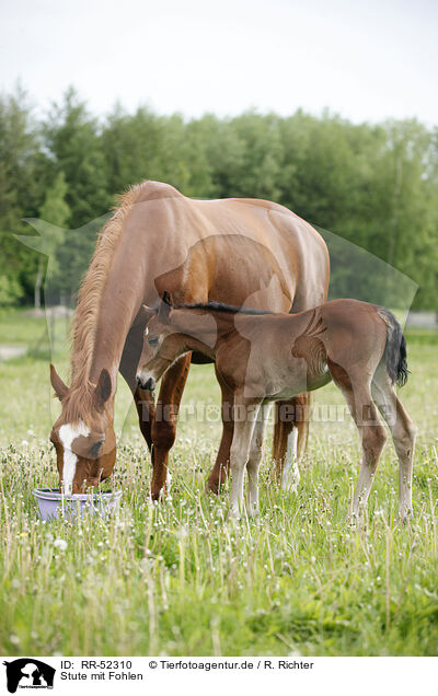 Stute mit Fohlen / mare with foal / RR-52310