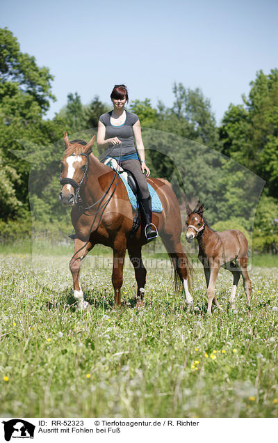 Ausritt mit Fohlen bei Fu / riding with foal / RR-52323