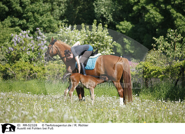Ausritt mit Fohlen bei Fu / riding with foal / RR-52328