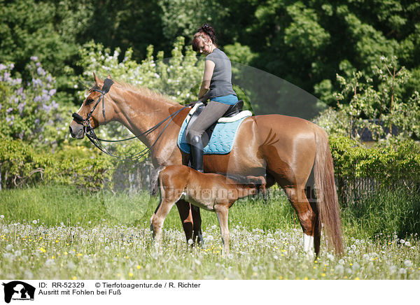 Ausritt mit Fohlen bei Fu / riding with foal / RR-52329