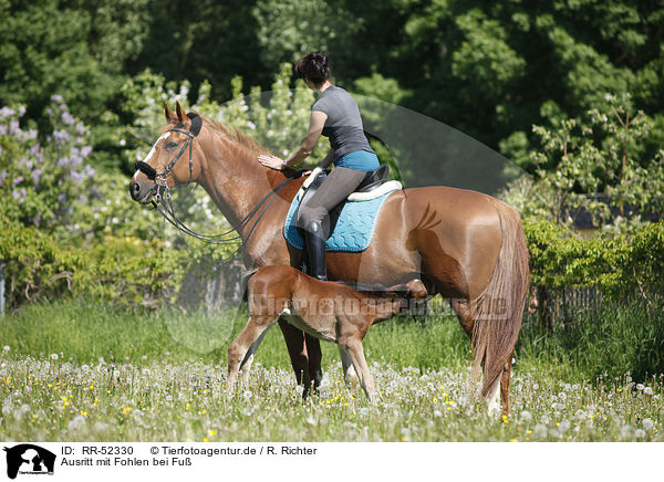 Ausritt mit Fohlen bei Fu / riding with foal / RR-52330