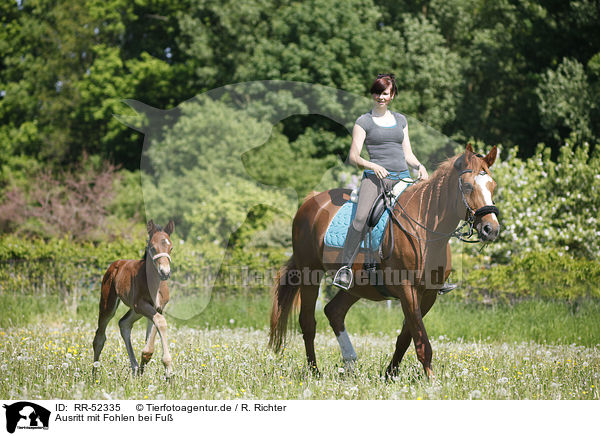 Ausritt mit Fohlen bei Fu / riding with foal / RR-52335