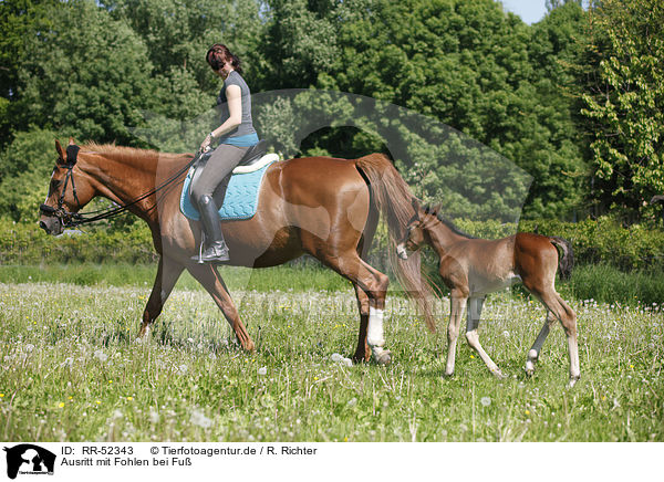 Ausritt mit Fohlen bei Fu / riding with foal / RR-52343