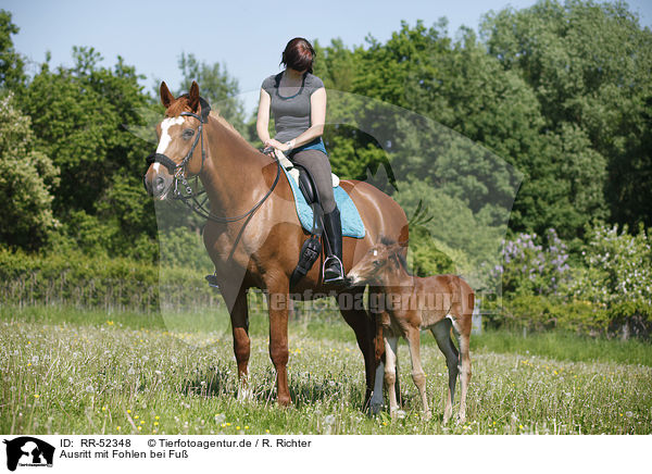 Ausritt mit Fohlen bei Fu / riding with foal / RR-52348