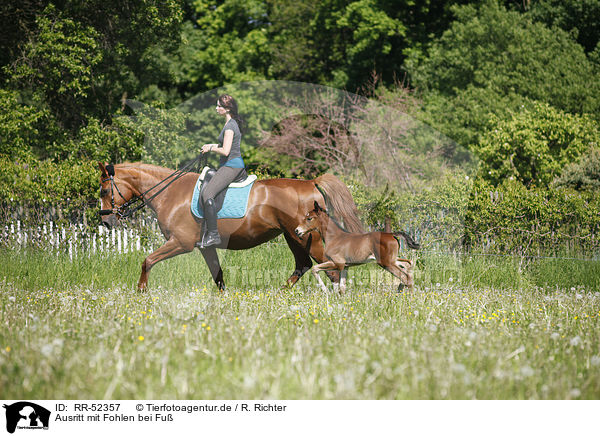 Ausritt mit Fohlen bei Fu / riding with foal / RR-52357