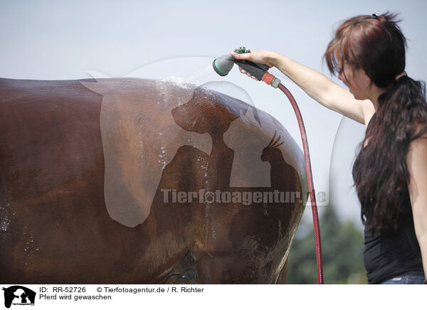 Pferd wird gewaschen / RR-52726