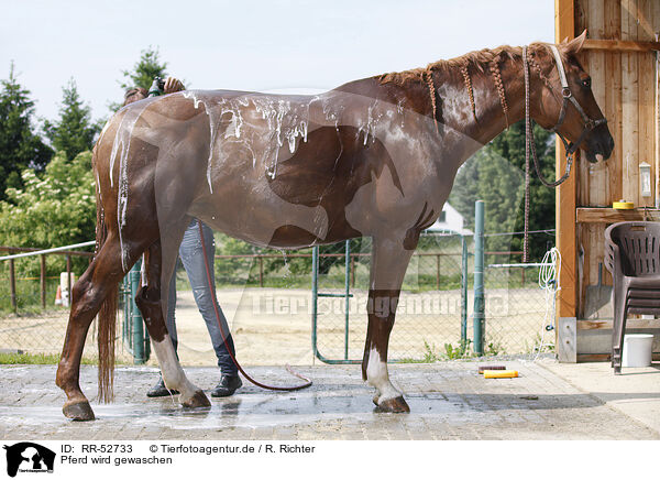 Pferd wird gewaschen / RR-52733