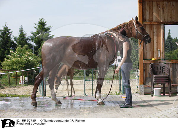 Pferd wird gewaschen / RR-52735