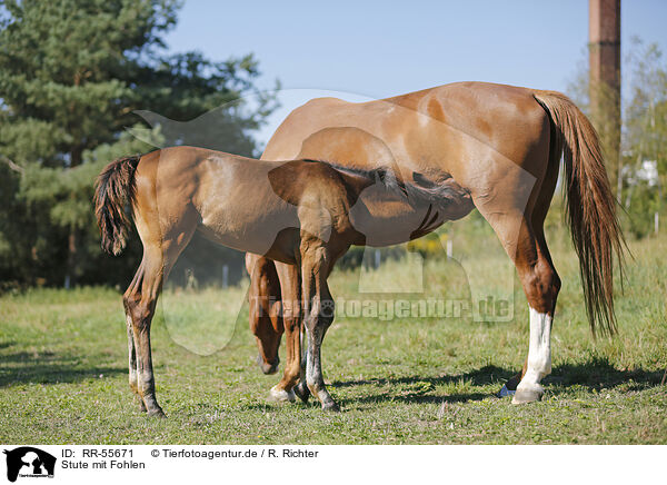 Stute mit Fohlen / mare with foal / RR-55671