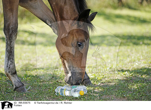 Fohlen / foal / RR-55675